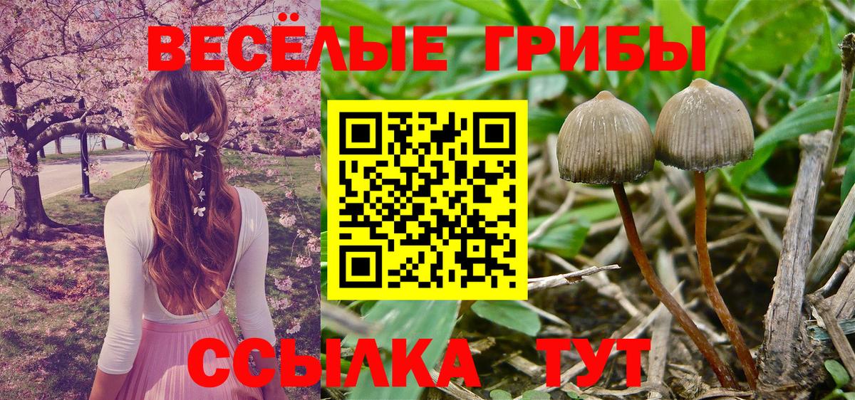 Галлюциногенные грибы Cubensis  Псилоцибиновые грибы ЛСД  Озёры  Вход с VPN 